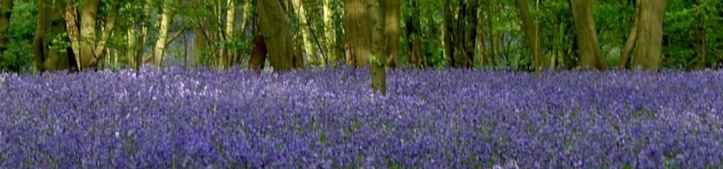 NEW CROPPED BLUEBELLS