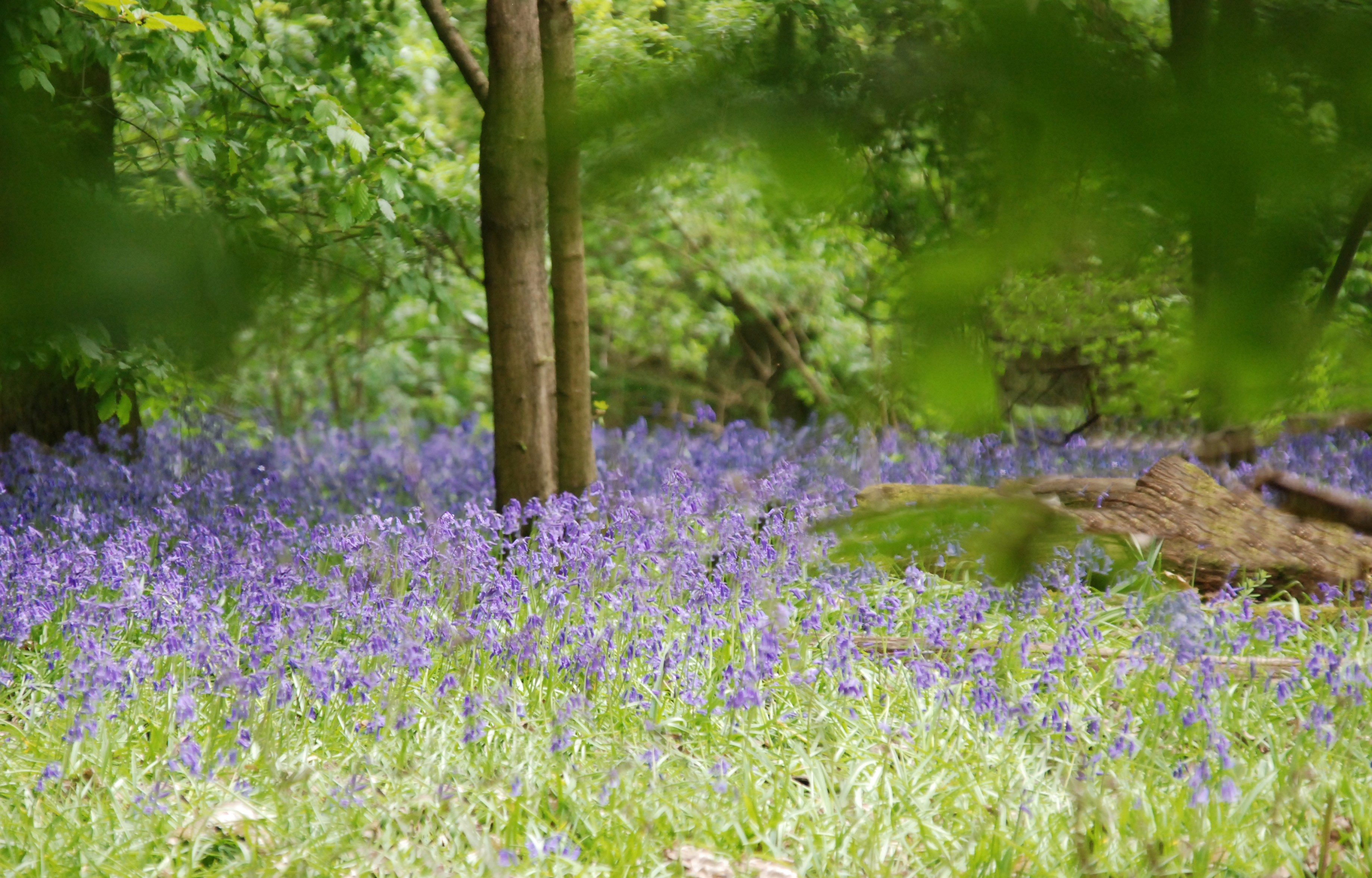 Bluebell wood