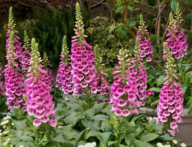 Perennials 1 Herongate Wood